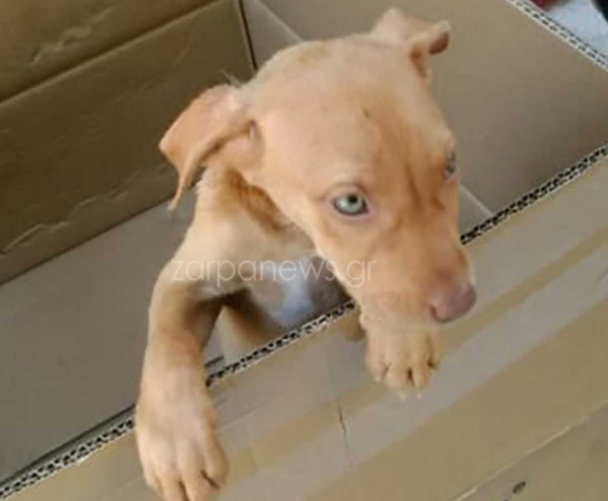 Χανιά: Τα άγνωστα βάσανα του σκύλου που βρέθηκε κρεμασμένος! Άφαντος ο δράστης της κτηνωδίας (Φωτό και Βίντεο)