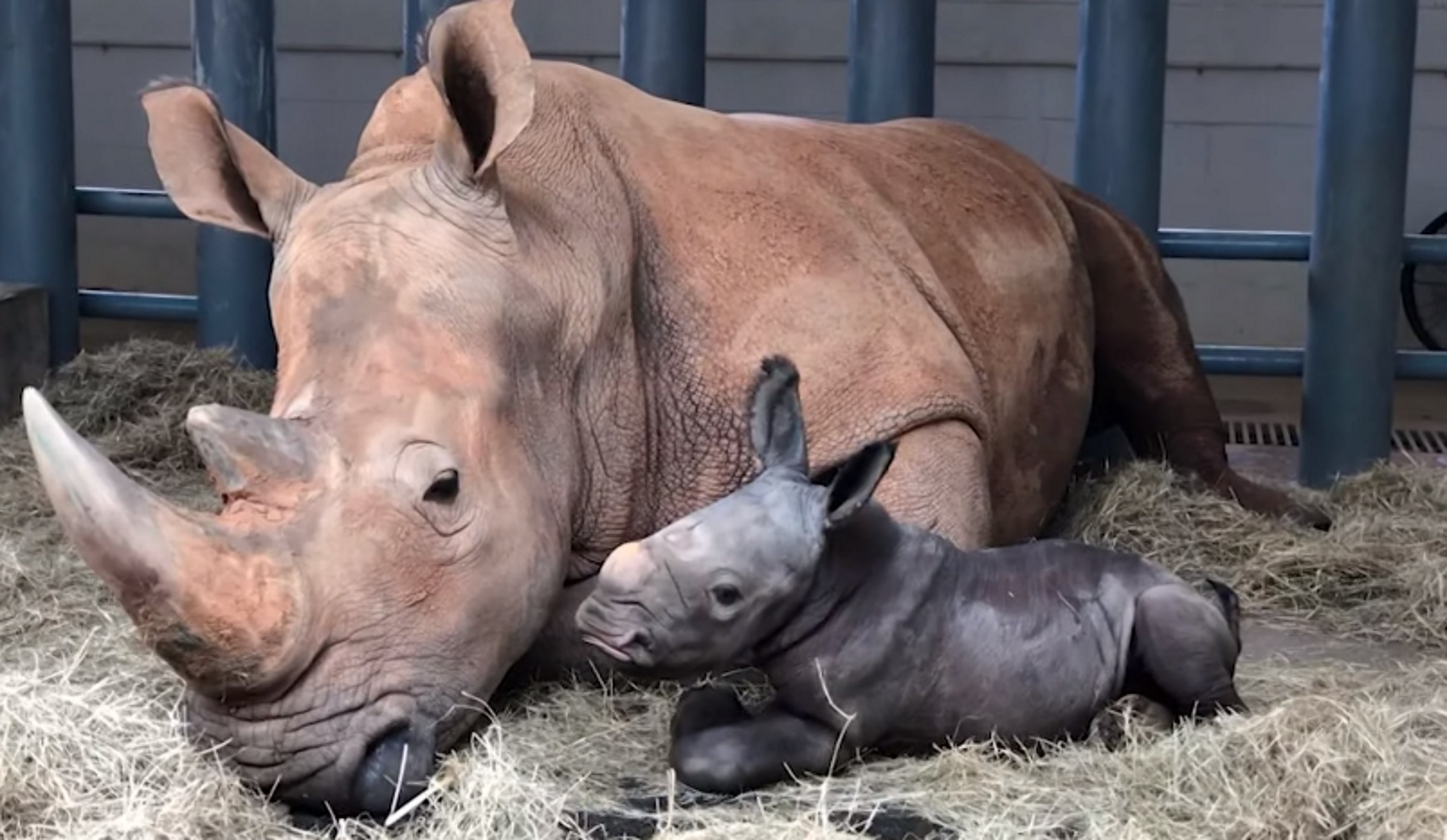 Сколько детенышей носорога родилось в 2001 году. Белый носорог детеныш. Носорог рожает человека. Лонги выставка носорога. Розовый носорожка.