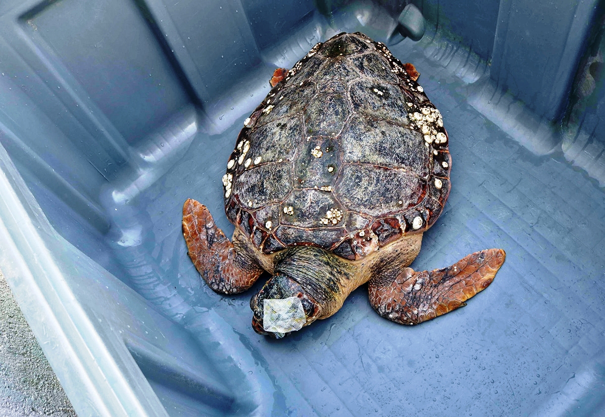 Γέφυρα ζωής για μια τραυματισμένη χελώνα  Caretta  caretta
