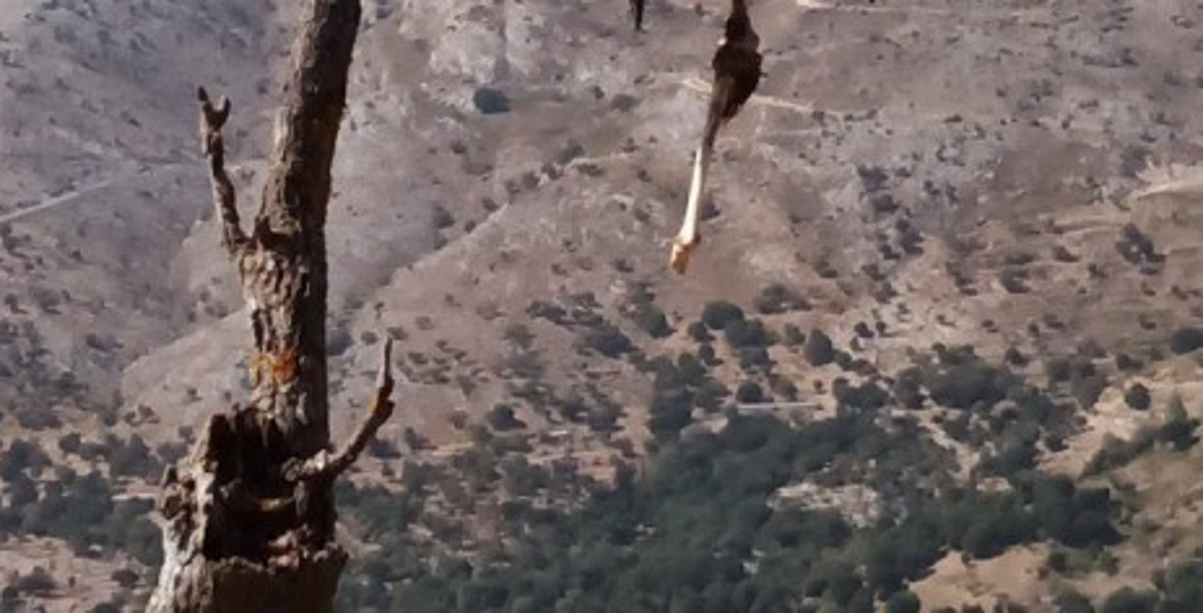 Κρήτη: Νέο σοκ! Άφησαν ζώο να λιώσει πάνω σε δέντρο – ΣΚΛΗΡΕΣ ΕΙΚΟΝΕΣ