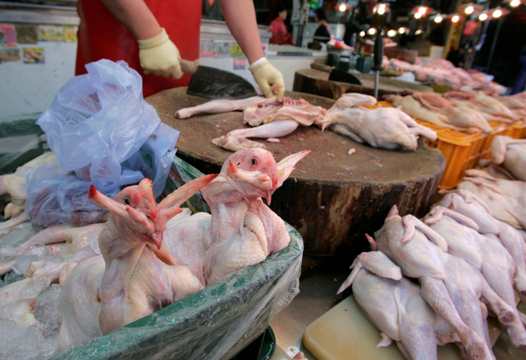 Δανία: Σφαγιάζονται 25.000 κοτόπουλα - Κρούσματα γρίπης των πτηνών