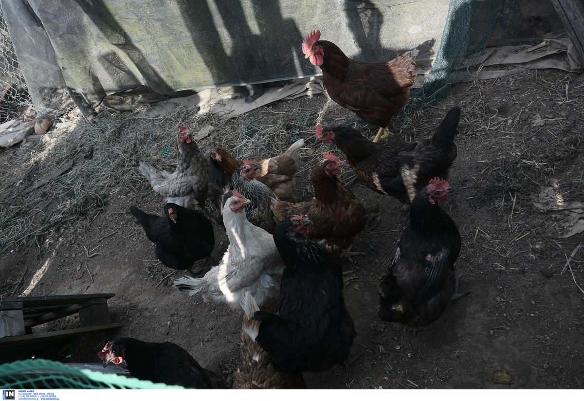 Γρίπη των πτηνών: 190.000 πουλερικά θανατώθηκαν στην Ολλανδία