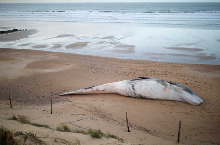 Νέα Ζηλανδία: Δεκάδες φάλαινες-πιλότοι ξεβράστηκαν σε ακτή – Τουλάχιστον 9 νεκρές