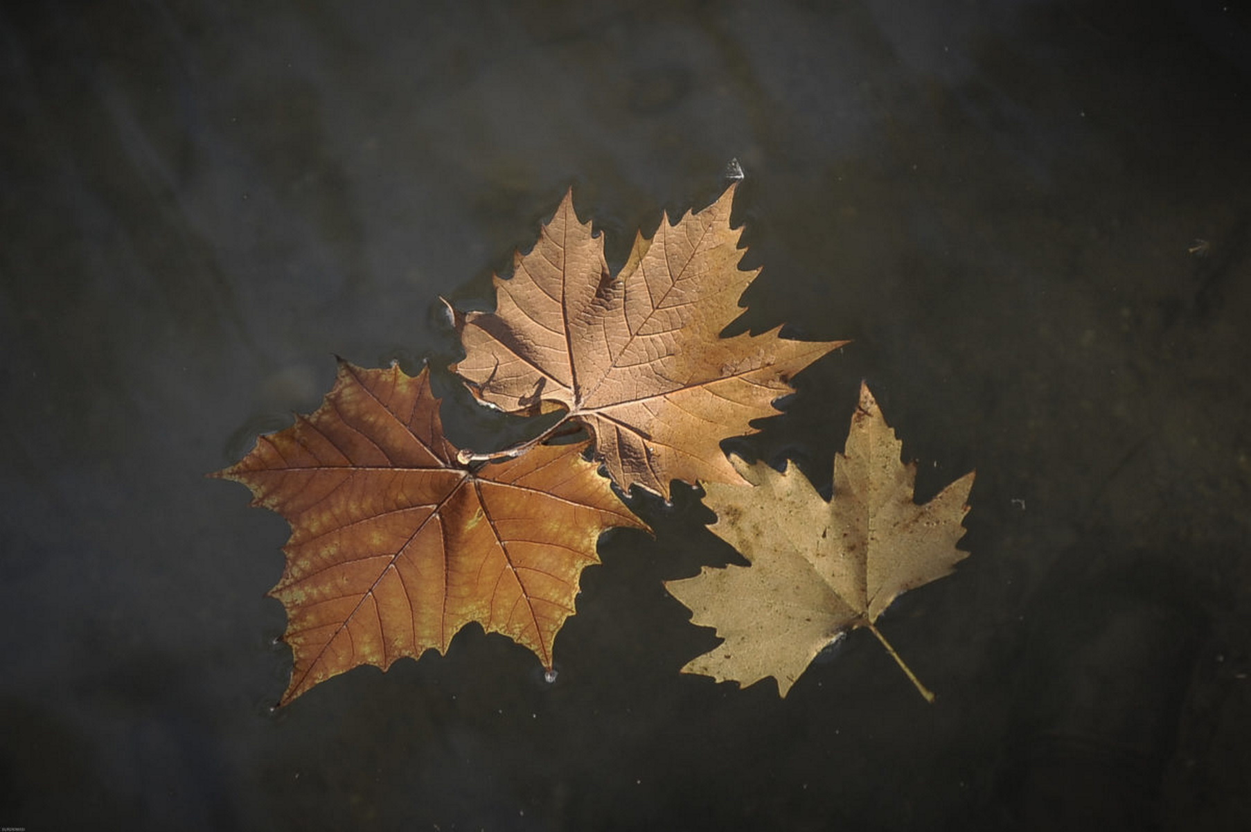 Φθινόπωρο: Γιατί τα φύλλα των δέντρων πέφτουν νωρίτερα