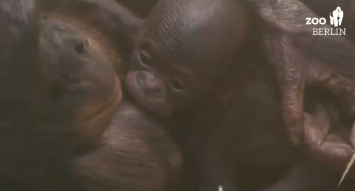 “Πολύτιμη” βαφτίστηκε σπάνιος θηλυκός χιμπατζής μπονόμπο, είδος που απειλείται με εξαφάνιση (video)