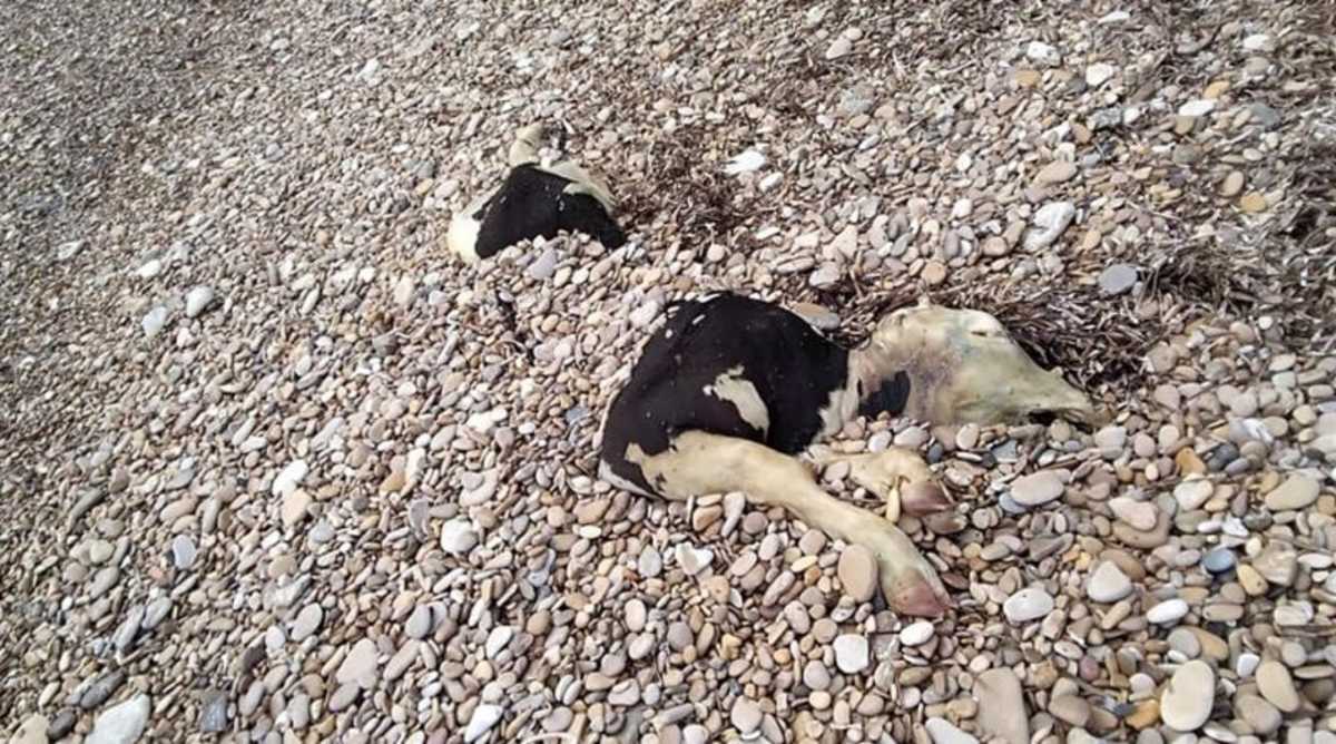 Χίος: Νεκρή αγελάδα ξεβράστηκε σε παραλία – Εικόνα που σοκάρει