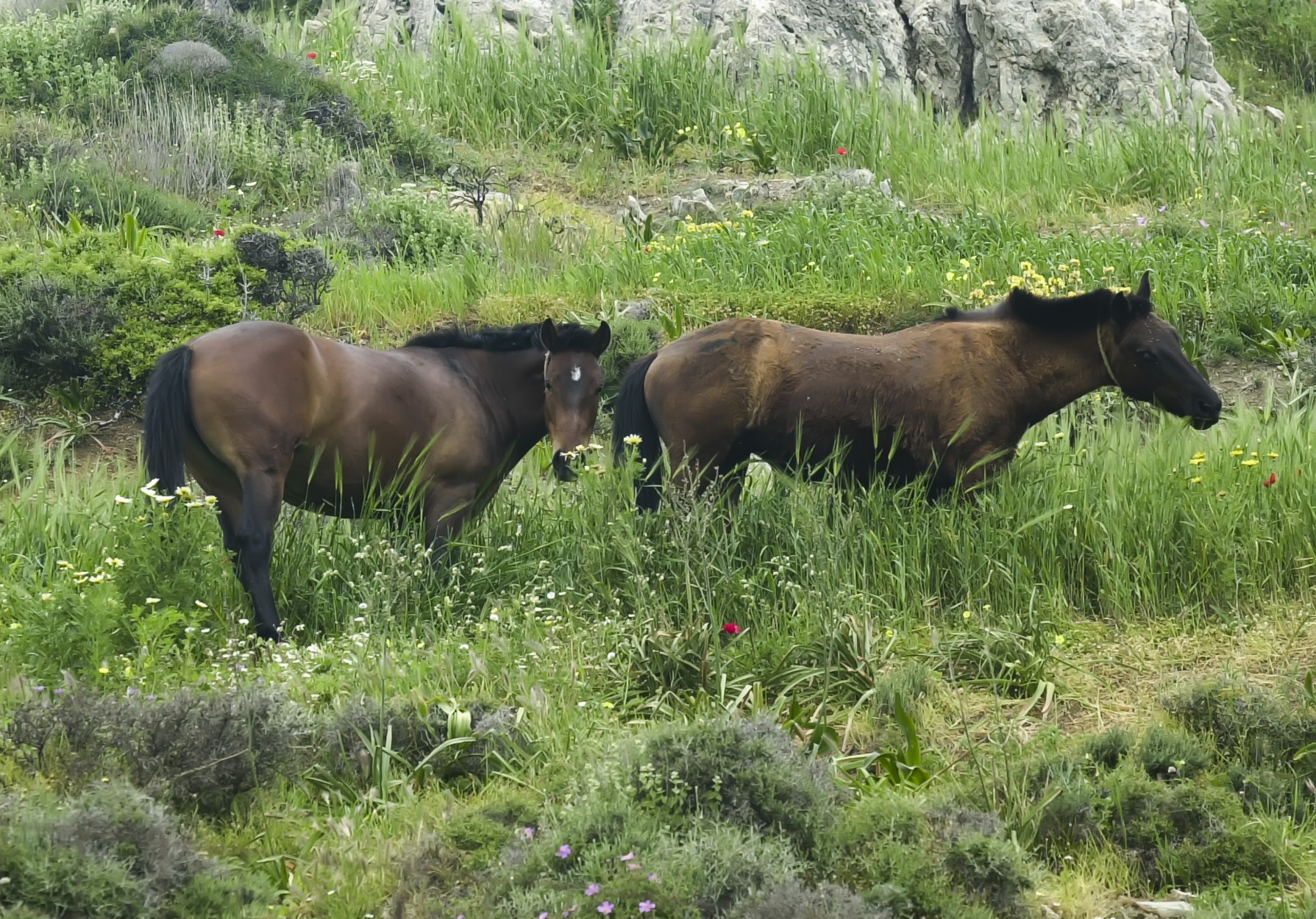 Εντυπωσιακό βίντεο: 24 άλογα με τα πιο σπάνια χρώματα