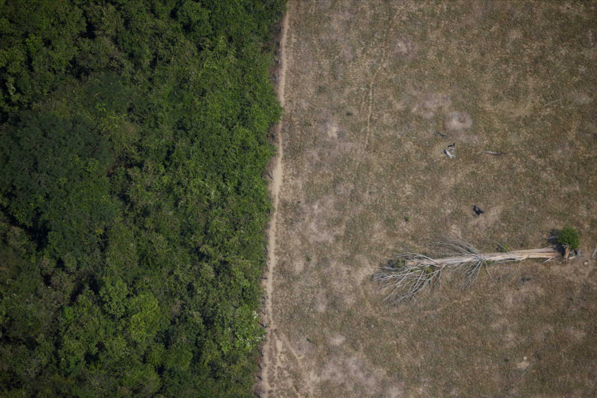Δάσος Αμαζονίας: Τα τελευταία 10 χρόνια εκπέμπει περισσότερο διοξείδιο του άνθρακα απ΄όσο απορροφά