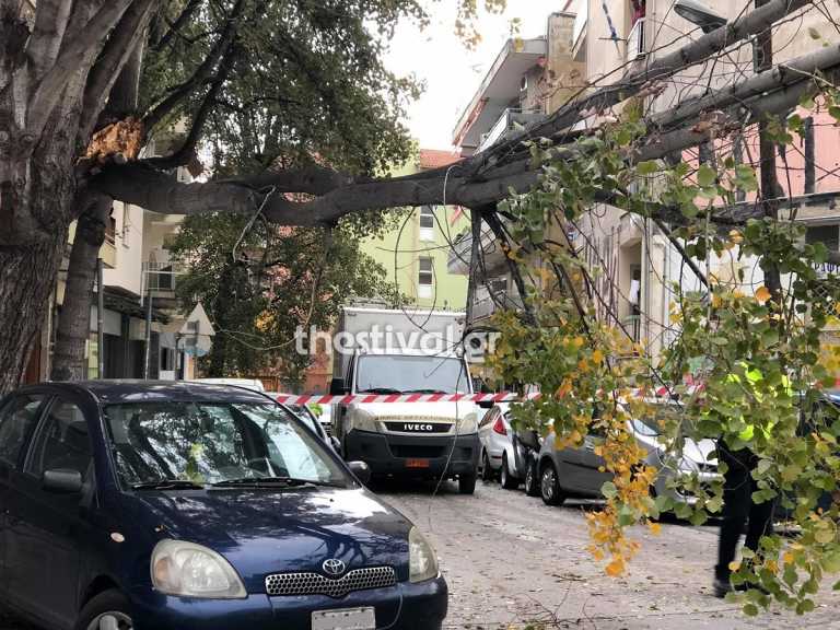 Κακοκαιρία: Πτώσεις δέντρων σε Θεσσαλονίκη και Κατερίνη! Καθυστερήσεις σε δρομολόγια του προαστιακού