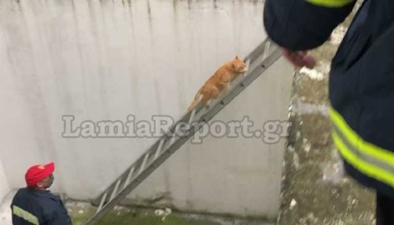Κύριος ο γάτος: Χρησιμοποίησε μόνος του τη σκάλα των πυροσβεστών και σώθηκε (video)