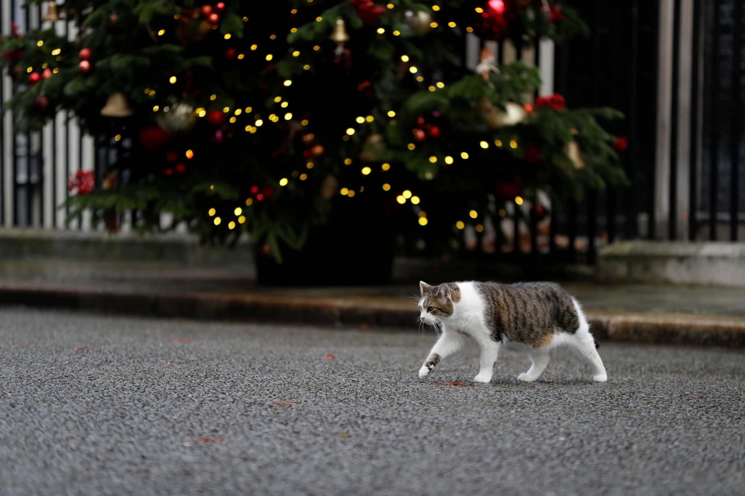 Larry the cat walks outside of the 10 Downing Street ahead of Britain's Health Secretary Matt Hancock news conference on further restrictions to be put in place due to the ongoing coronavirus disease (COVID-19) pandemic, in London, Britain December 23, 2020. Kirsty Wigglesworth