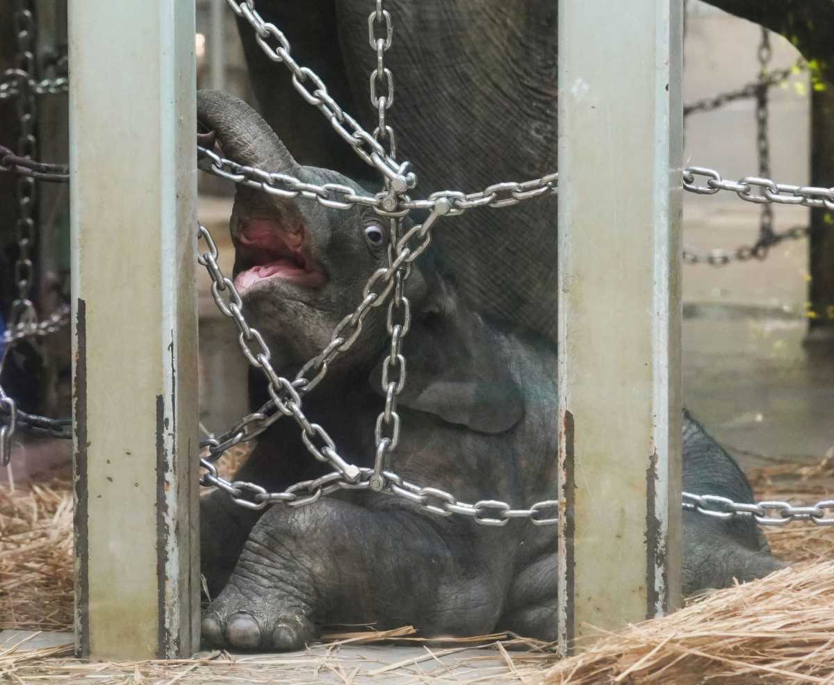A baby Asian elephant goes on public display at Ueno Zoological Gardens, about a month after he was born, in Tokyo, Japan in this photo taken by Kyodo December 1, 2020. Picture taken December 1, 2020. Mandatory credit Kyodo