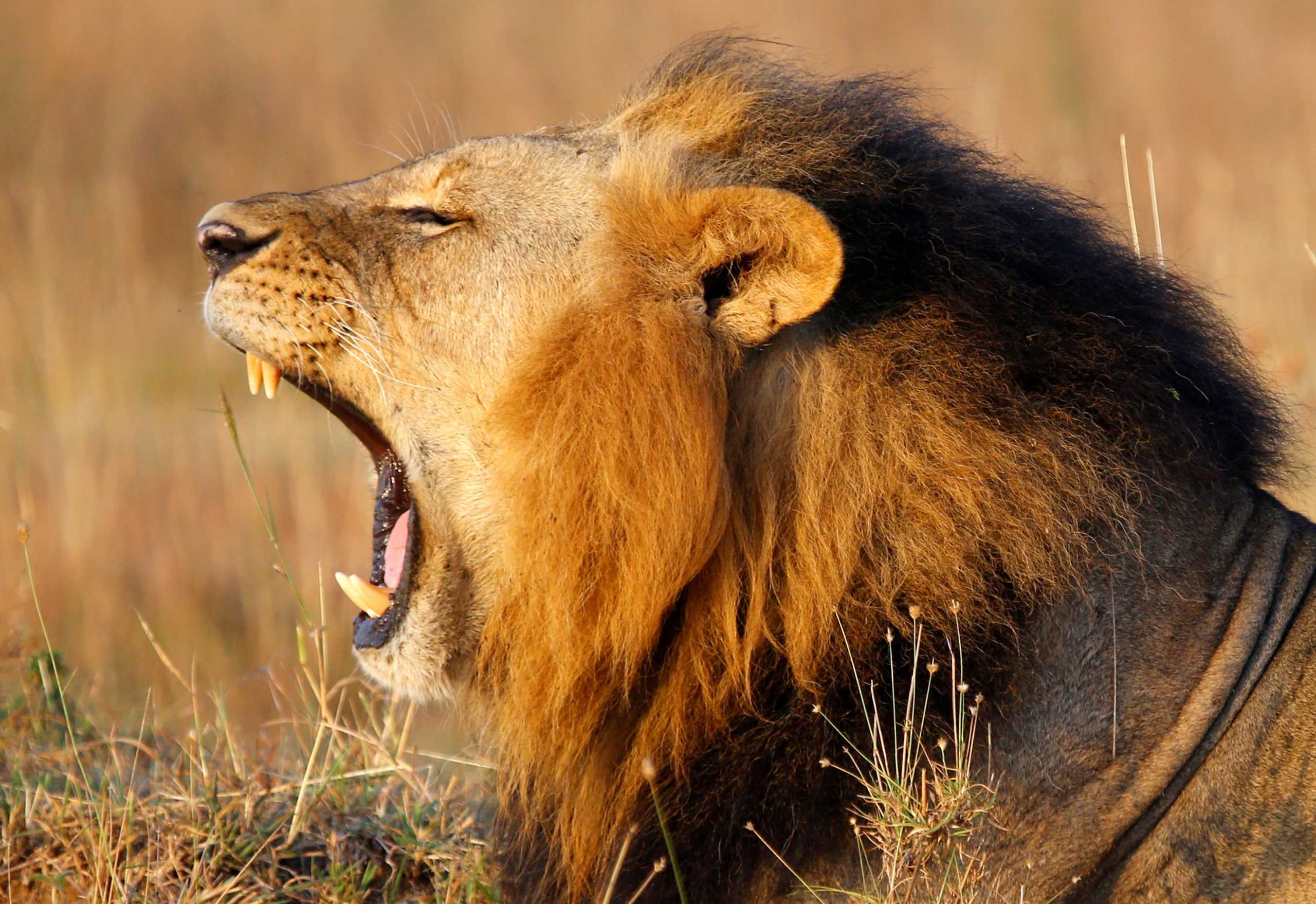 FILE PHOTO: A lions yawns at Nairobi's National Park March 11, 2013. The park is located just 7 km (4 miles) from the Kenya's capital city center. REUTERS