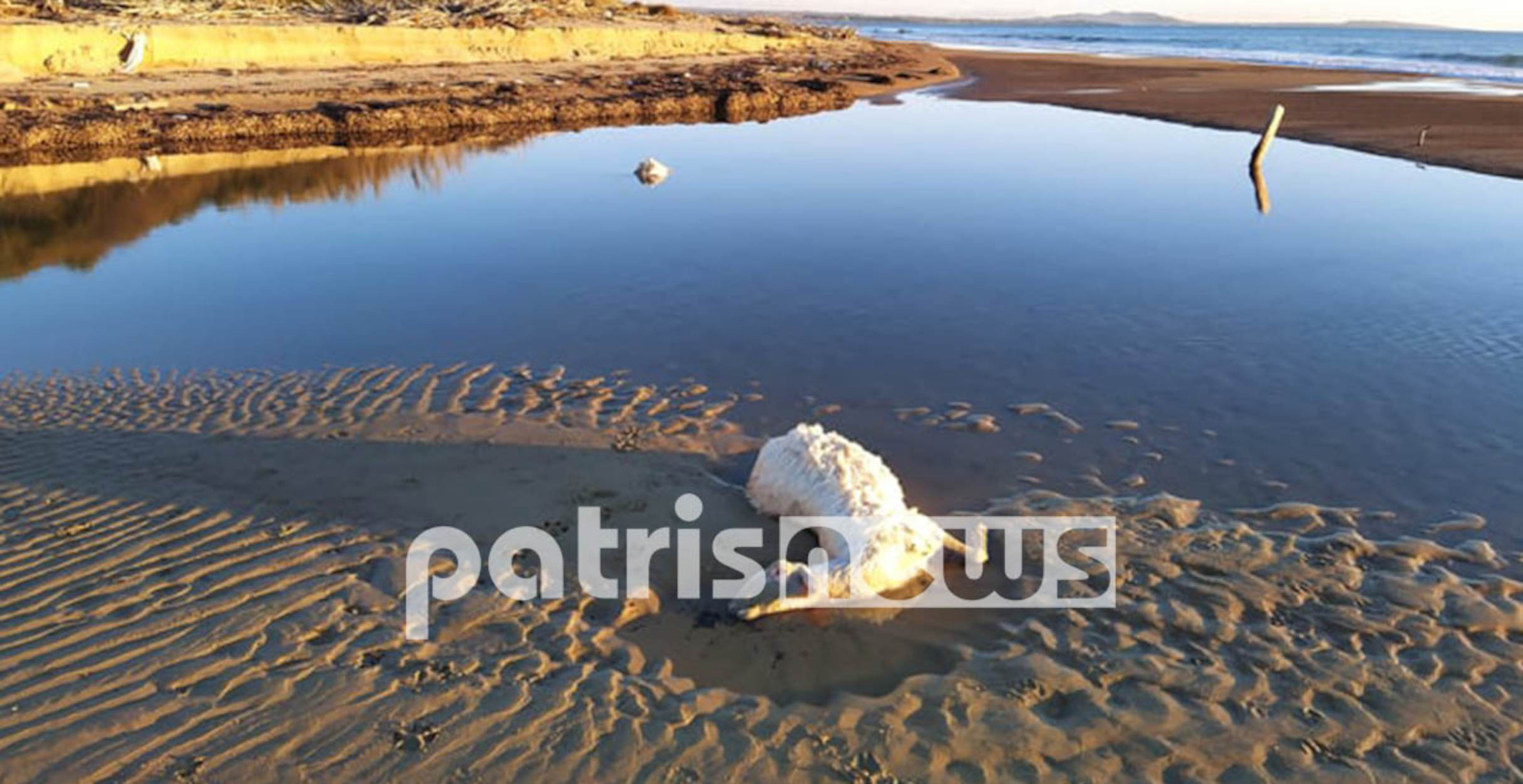 Ηλεία: Γέμισε νεκρά πρόβατα η παραλία της Ροβιάτας