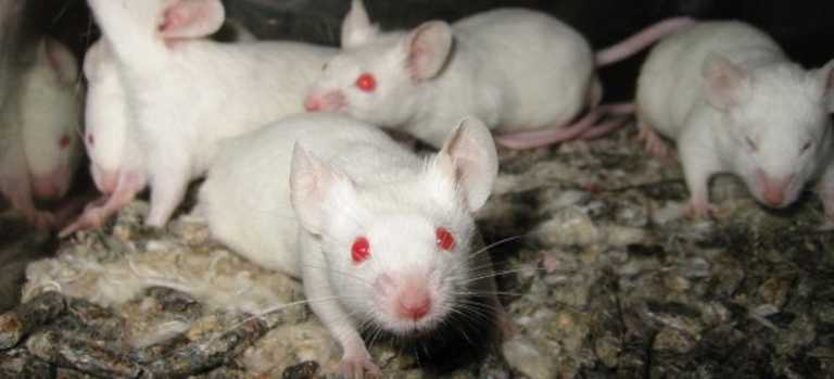 Παράλυτα ποντίκια περπάτησαν ξανά – Επαναστατική επιστημονική θεραπεία