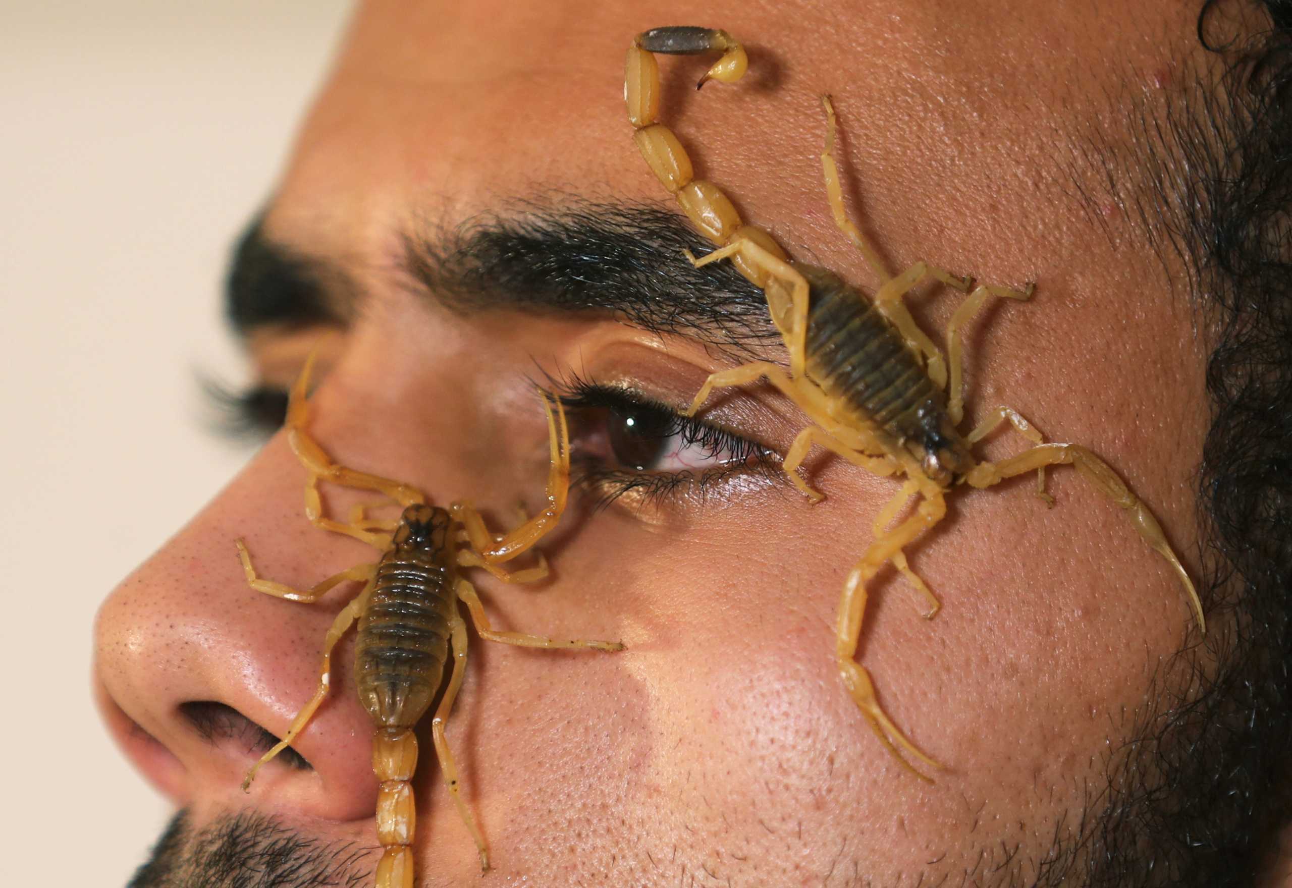 Mohamed Hamdy Boshta, 25-year-old, shows scorpions that he hunted on Egyptian deserts and shores to extract their prized venom for medicinal use, at his company Cairo Venom Company, a project housing thousands scorpions in various farms across the country, in Cairo, Egypt December 6, 2020. Picture taken December 6, 2020. REUTERS