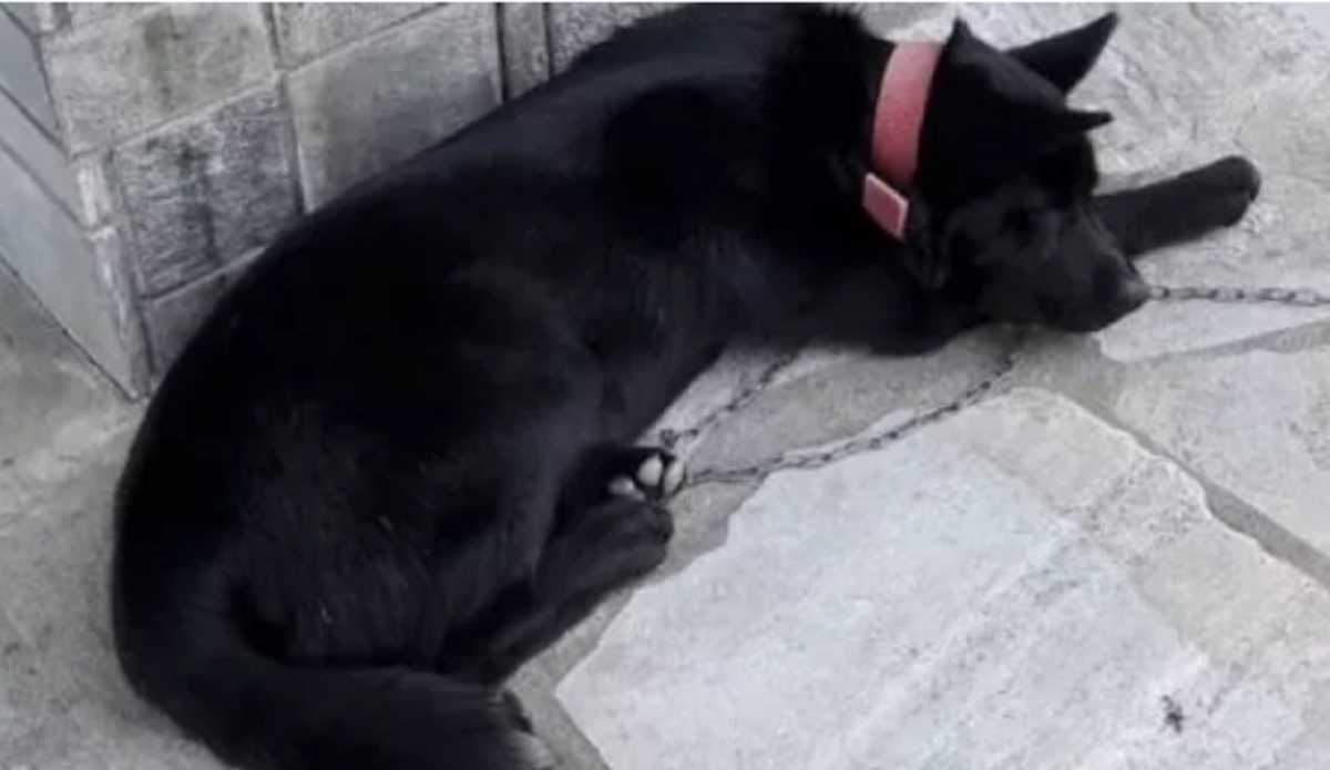 Πιερία: Ανθρωπόμορφα τέρατα κακοποίησαν σκύλο με αιχμηρό αντικείμενο στον Πλαταμώνα