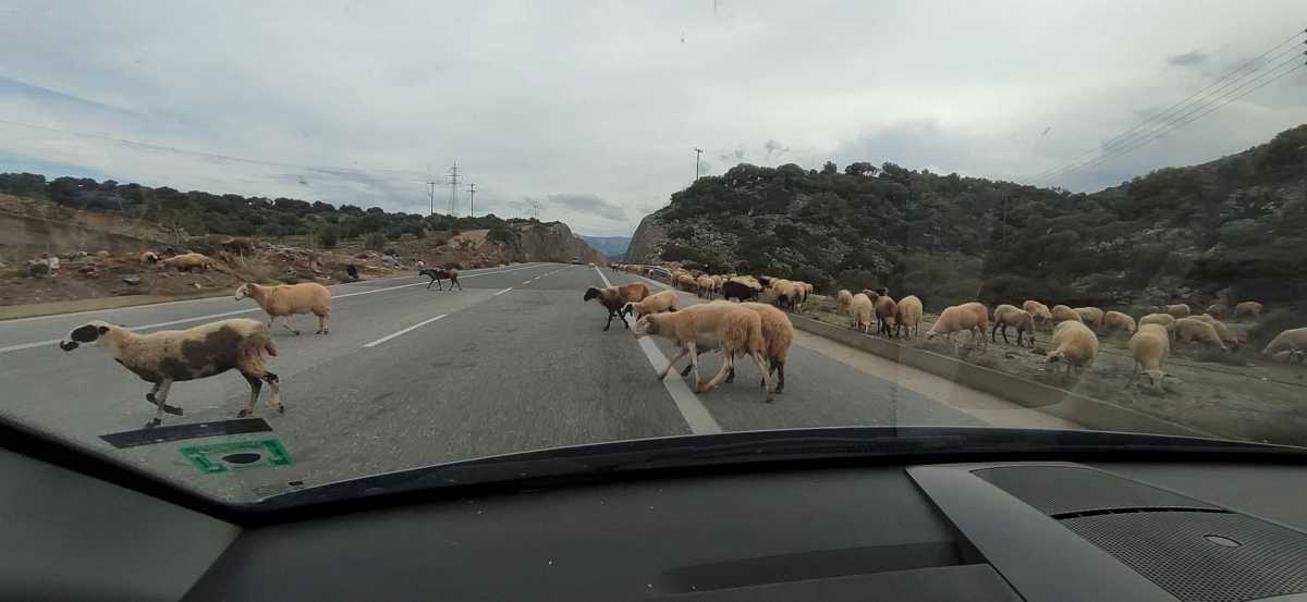 Κρήτη: Πρόβατα “έσπασαν” το… lockdown και βολτάρουν στον αυτοκινητόδρομο (pics, video)