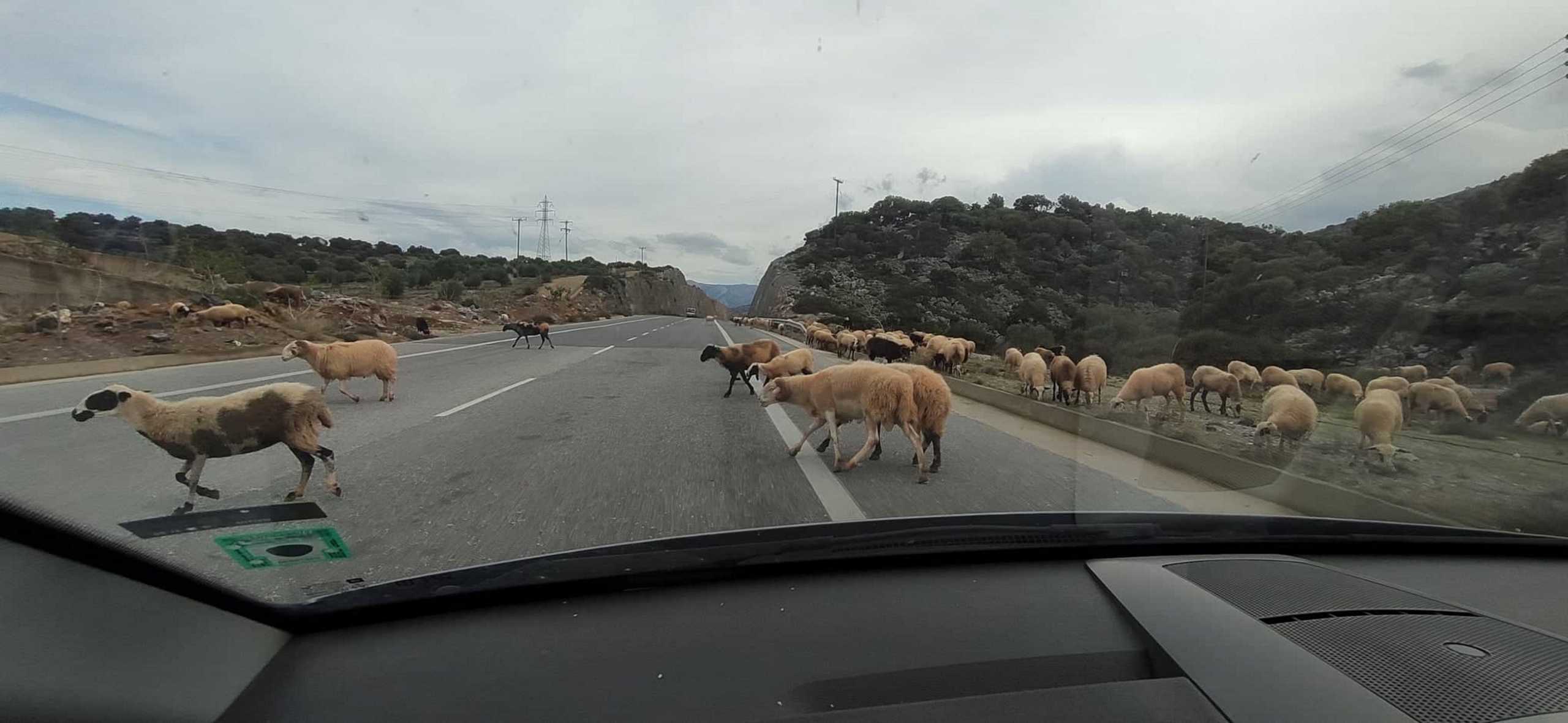 Κρήτη: Πρόβατα “έσπασαν” το… lockdown και βολτάρουν στον αυτοκινητόδρομο (pics, video)