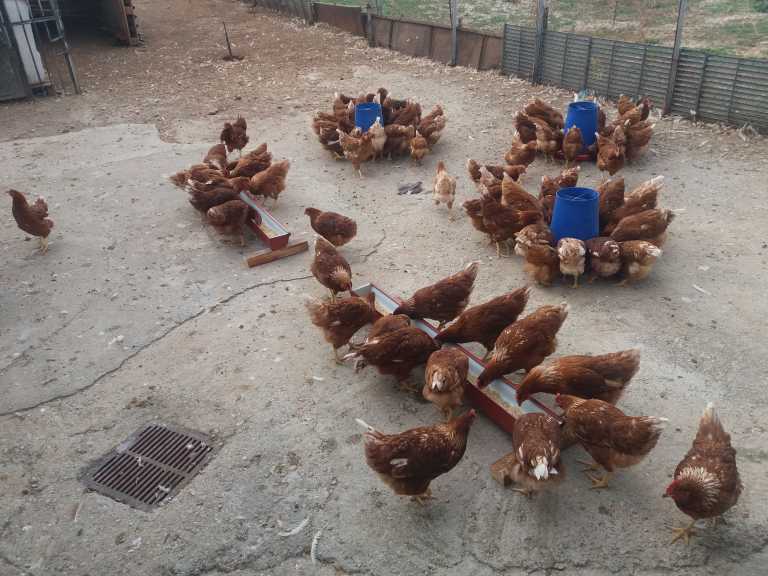 Σέρρες: Αυτές είναι οι κότες που γεννούν τα ποιοτικότερα αυγά – Η καινοτομία στην τροφή τους (pics)