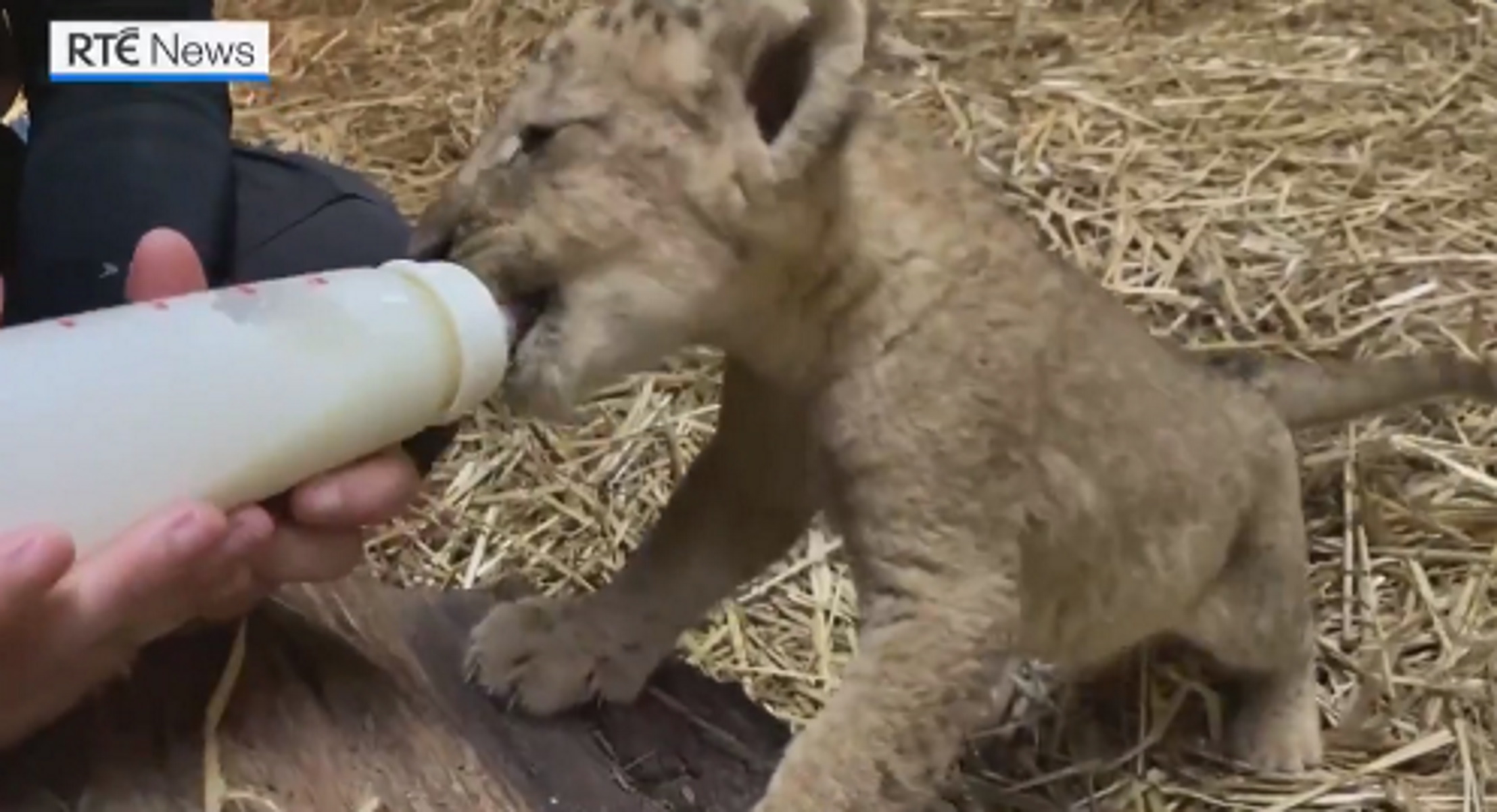 Λιονταράκι γεννήθηκε με τεχνητή γονιμοποίηση – Το βάφτισαν Σίμπα και το ταΐζουν με μπιμπερό (video)