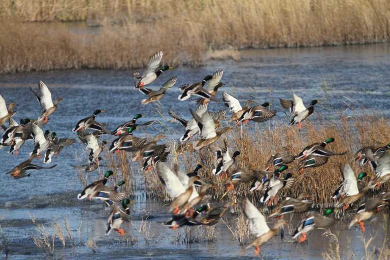 Έβρος: Κυνηγοί βάζουν στο στόχαστρο προστατευόμενα είδη πουλιών – Τι δείχνει μεγάλη έρευνα (pics)