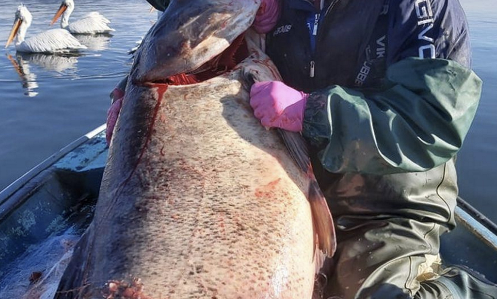 Λίμνη Βόλβη: Έκαναν την ψαριά της ζωής – Ψάρι 85 κιλών στα δίχτυα τους (pics)