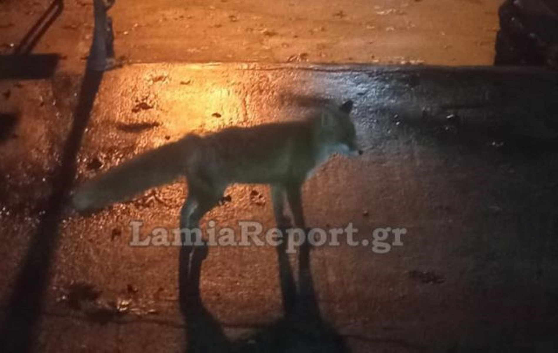 Κτηνωδία στη Φθιώτιδα: Σκότωσε τη μικρή αλεπού που τάιζαν οι συγχωριανοί του