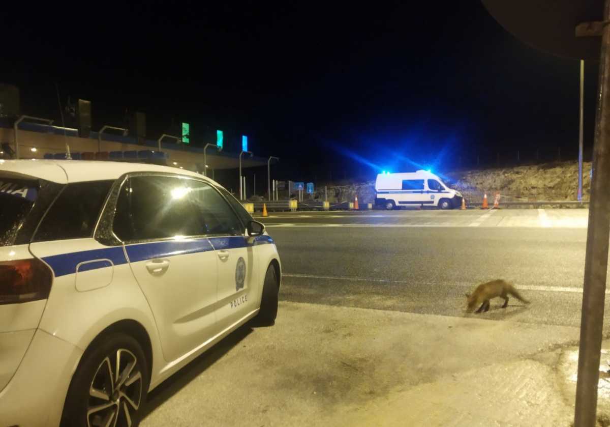 Αλεπού «επισκέφθηκε» αστυνομικούς της Τροχαίας στην Ήπειρο (pic)