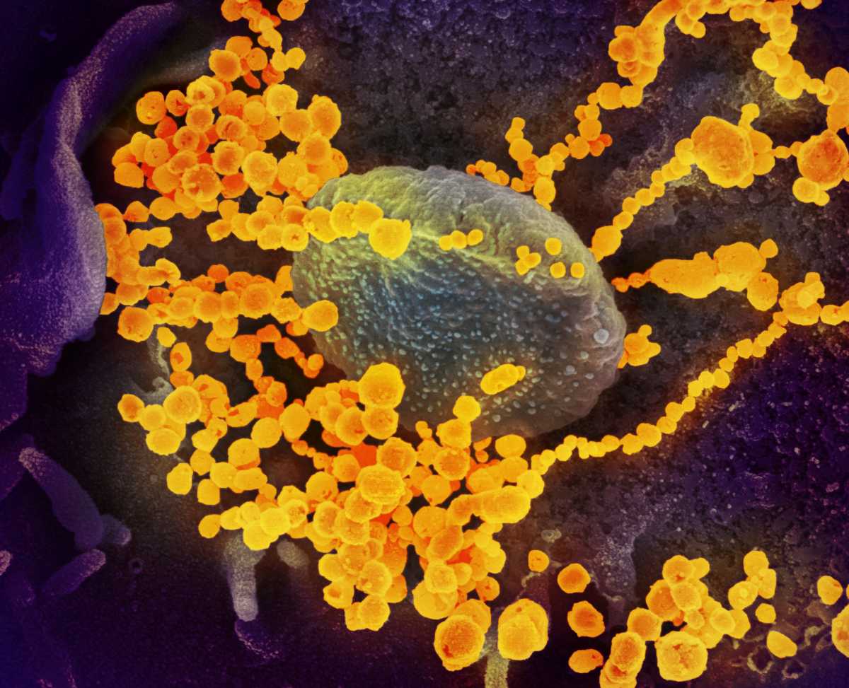 Δημήτρης Θάνος: Μεγαλώνει η διασπορά του βρετανικού ιού – Στο «μικροσκόπιο» η επαναμόλυνση του ιερέα