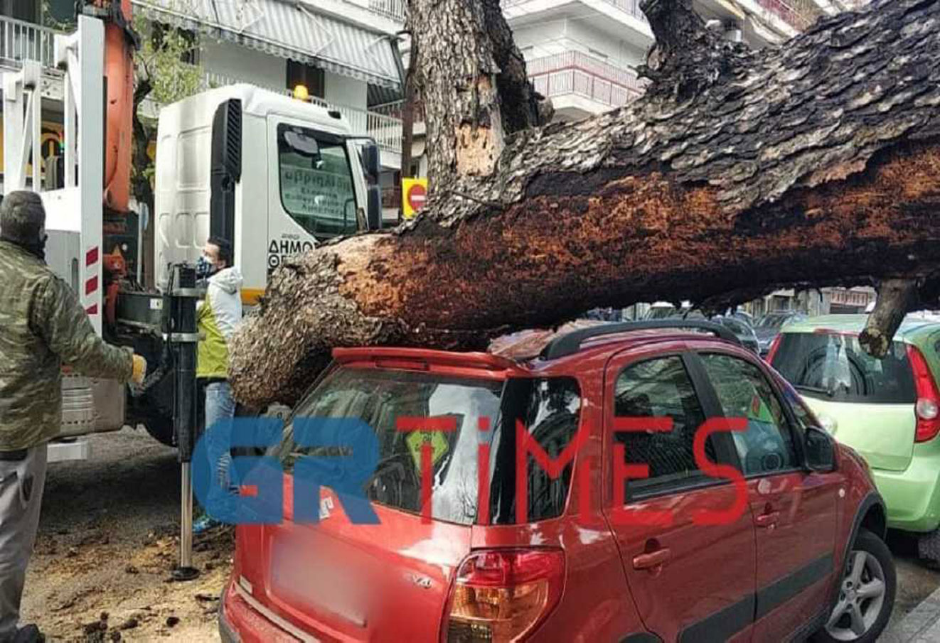 Θεσσαλονίκη: Δέντρο από την αυλή σχολείου έπεσε πάνω σε αυτοκίνητα (pics, vid)
