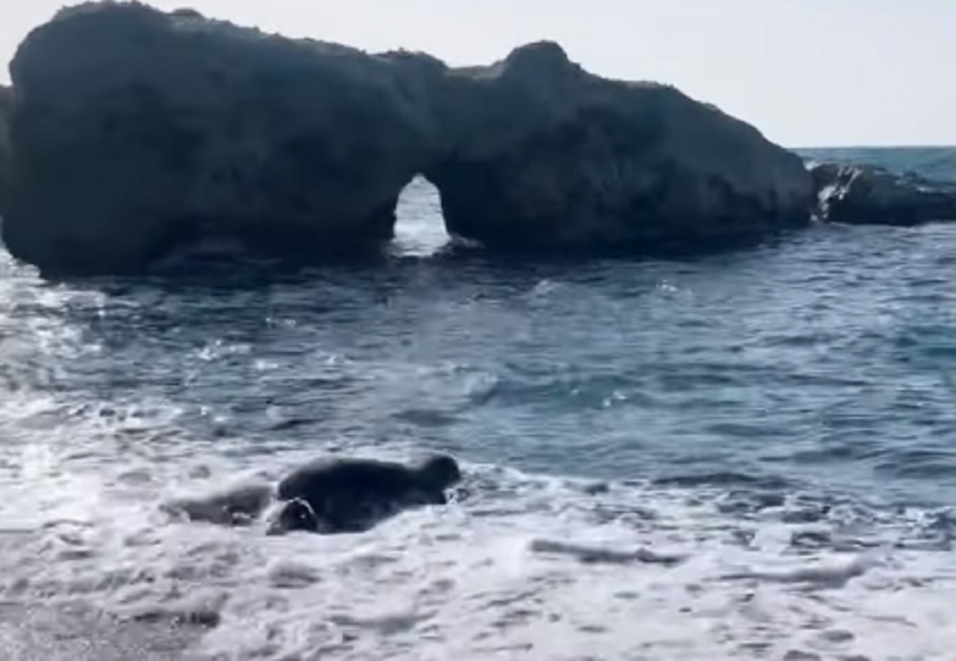 Κάρπαθος: Δείτε τη φώκια που έκανε ποδαρικό την Πρωτοχρονιά σε παραλία του νησιού (video)