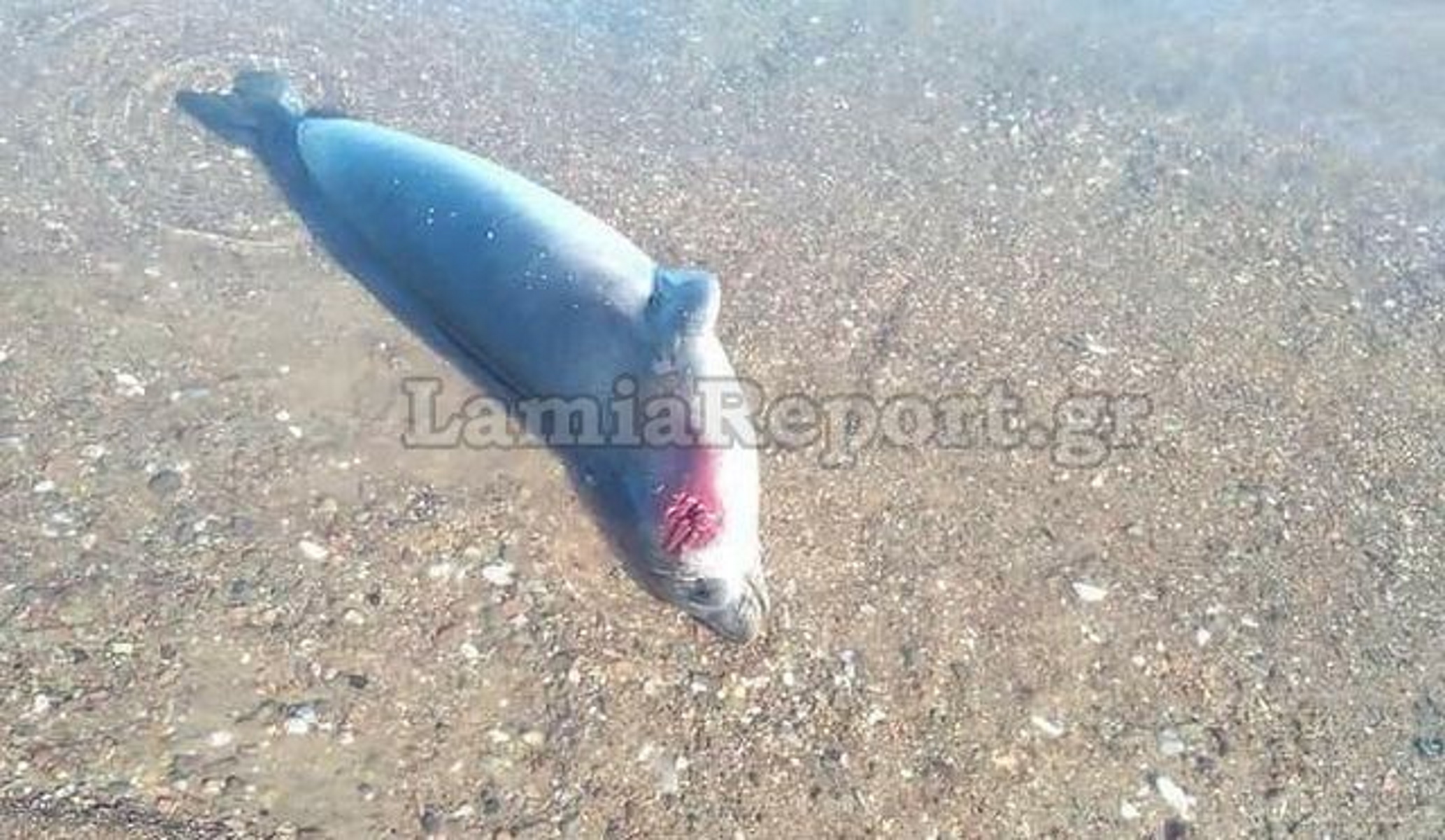 Φθιώτιδα: Nεκρή φώκια ξεβράστηκε σε παραλία – Τραυματίστηκε θανάσιμα από άλλη φώκια