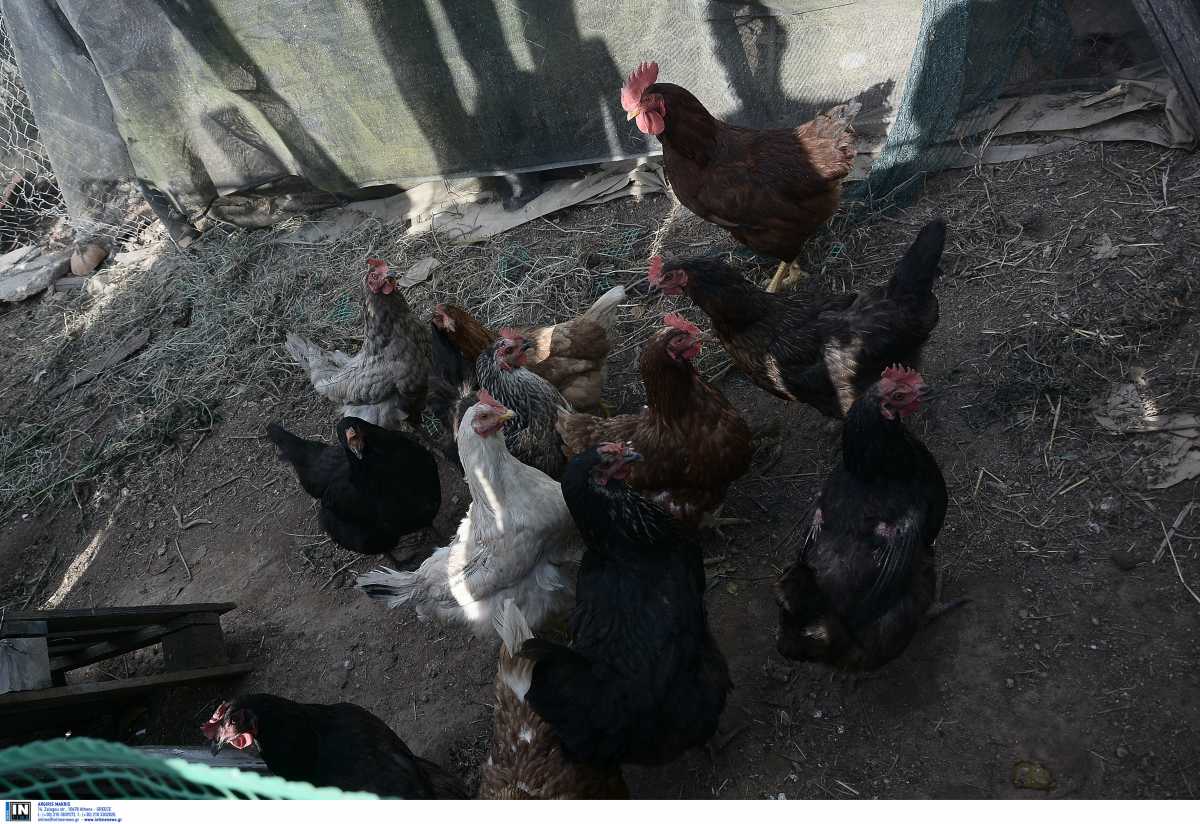 Ηράκλειο: Τρεις νεαροί είχαν ρημάξει τα κοτέτσια – 160 κότες και 25 κουνέλια η λεία τους
