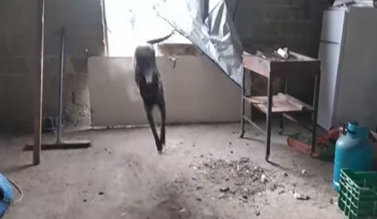 Κιλκίς: Ο αστυνομικός σκύλος εν δράσει μέσα σε αποθήκη – Δείτε το βίντεο των 67 δευτερολέπτων