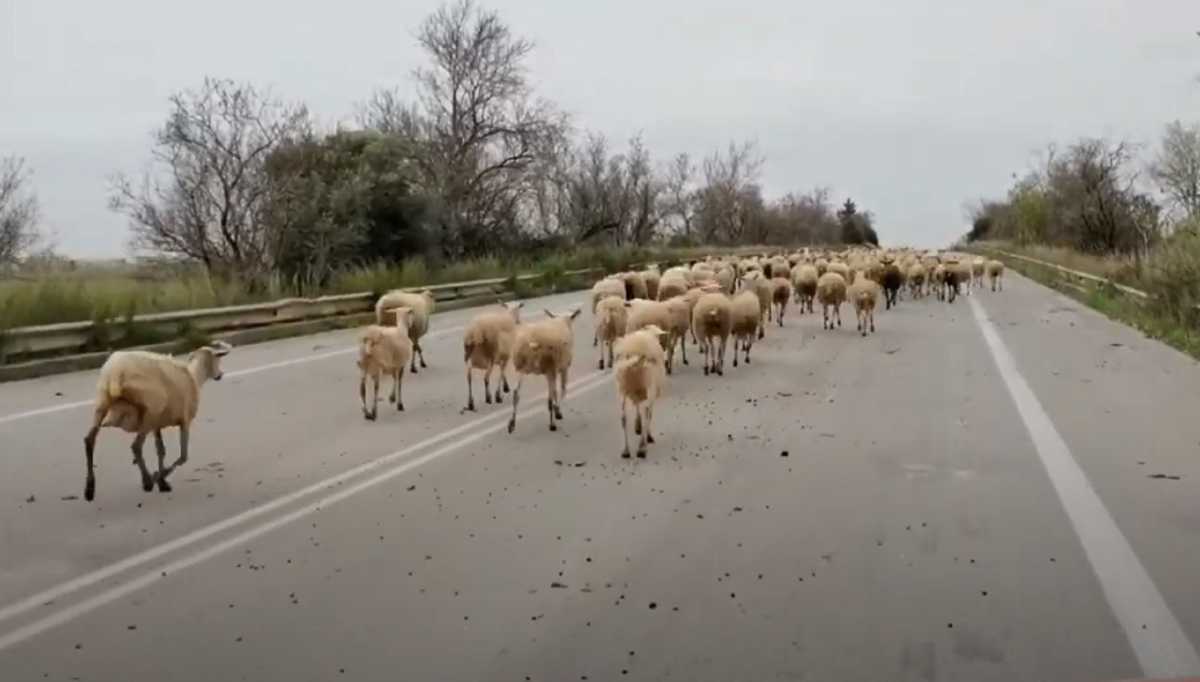 Ηλεία: Οδηγούσε στην εθνική οδό και έπεσε πάνω σε αυτές τις εικόνες – Δείτε τις απίθανες σκηνές (video)