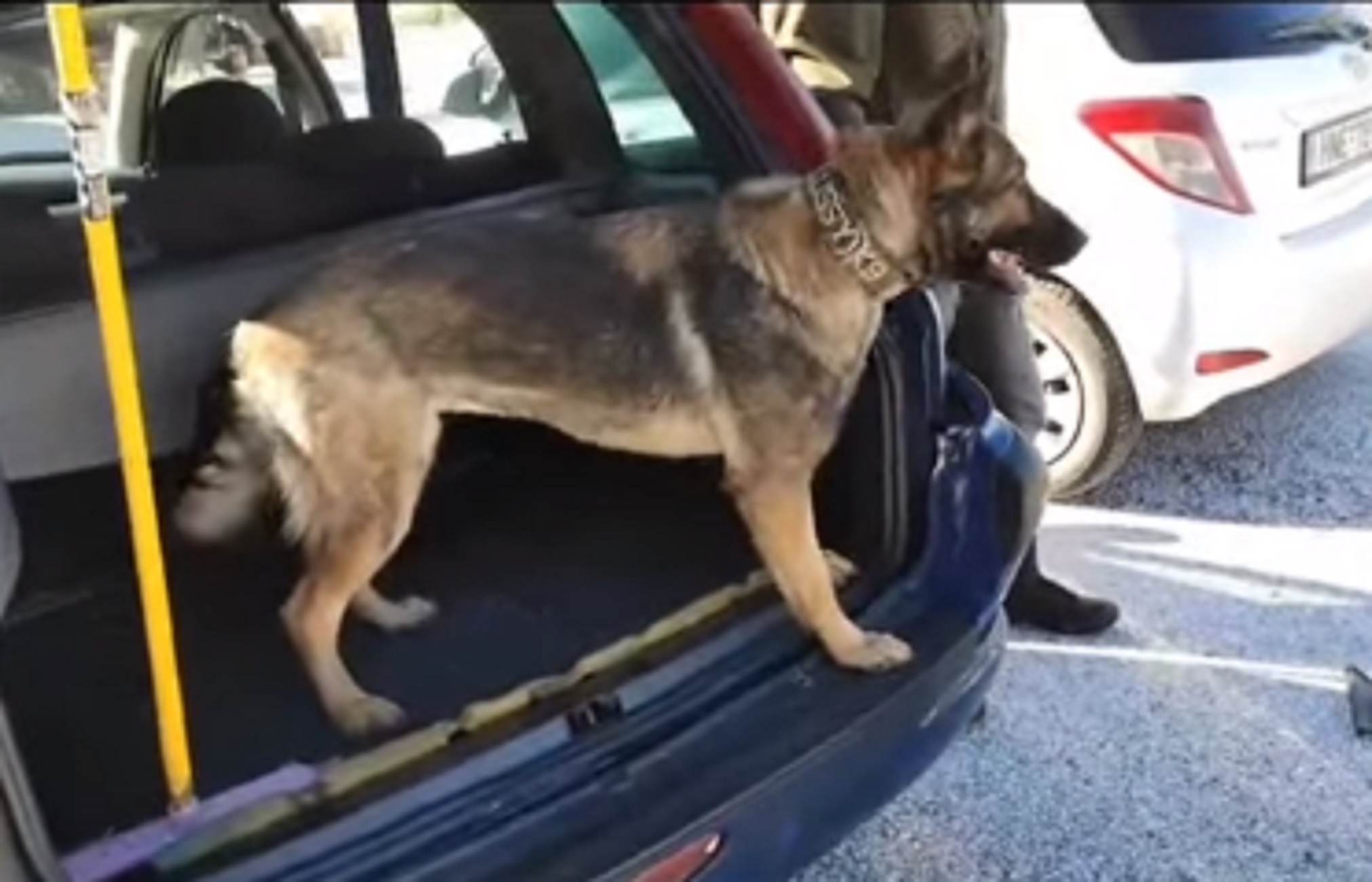 Ηγουμενίτσα: Η στιγμή που αστυνομικός σκύλος ξετρυπώνει το ένοχο μυστικό – Πάγωσε ο οδηγός του αυτοκινήτου (video)