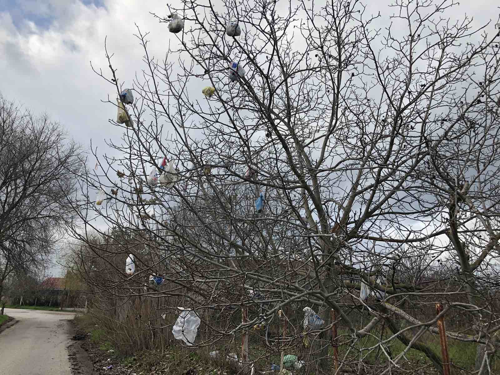 Τρίκαλα: Κρέμασαν… σκουπίδια στα δέντρα του γείτονα (pics)