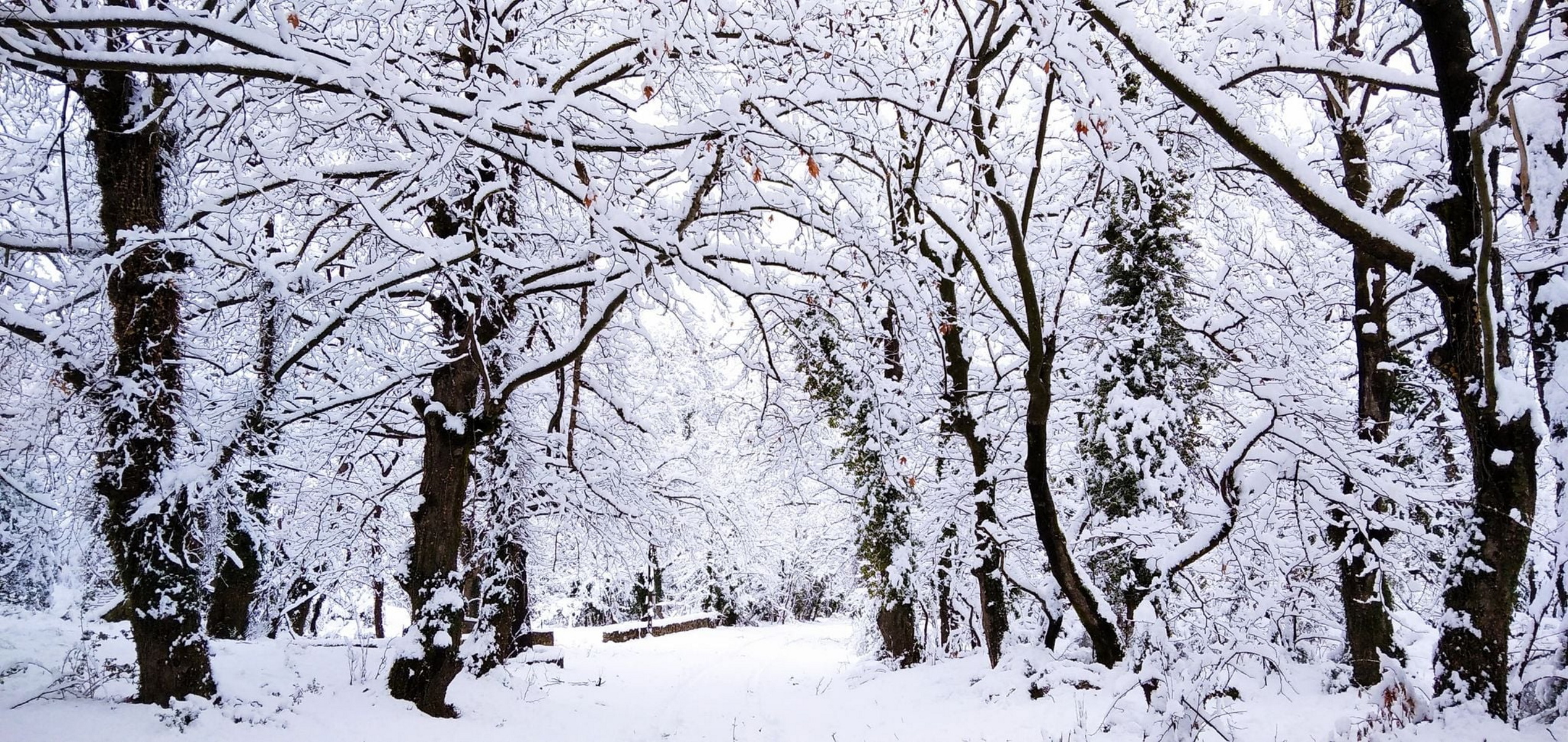 Καιρός – Meteo: Βουτιά της θερμοκρασίας με βροχές και χιόνια – Δεν αποκλείεται να χιονίσει και στην Αττική