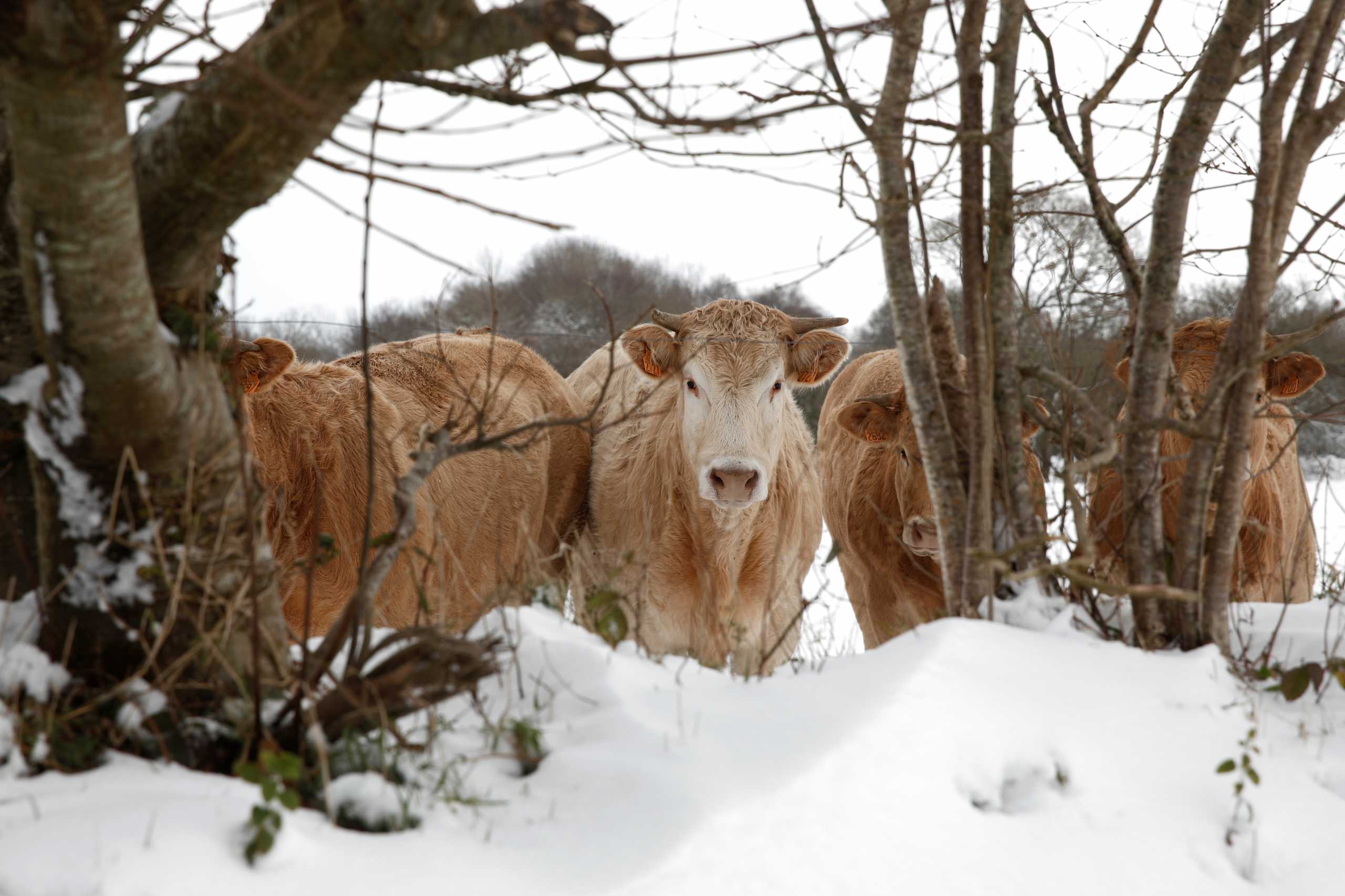 Cows are photographed on a snow-covered meadow in Plounevez-Moedec in the French western region of Brittany, as winter weather with snow and cold temperatures hits a large northern part of the country, France, February 10, 2021. REUTERS