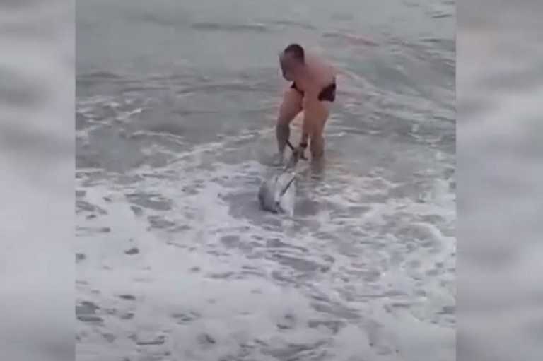 Καβάλα: Η στιγμή που δελφίνι παλεύει να παραμείνει στη θάλασσα – Δραματική διάσωση στην κάμερα (video)