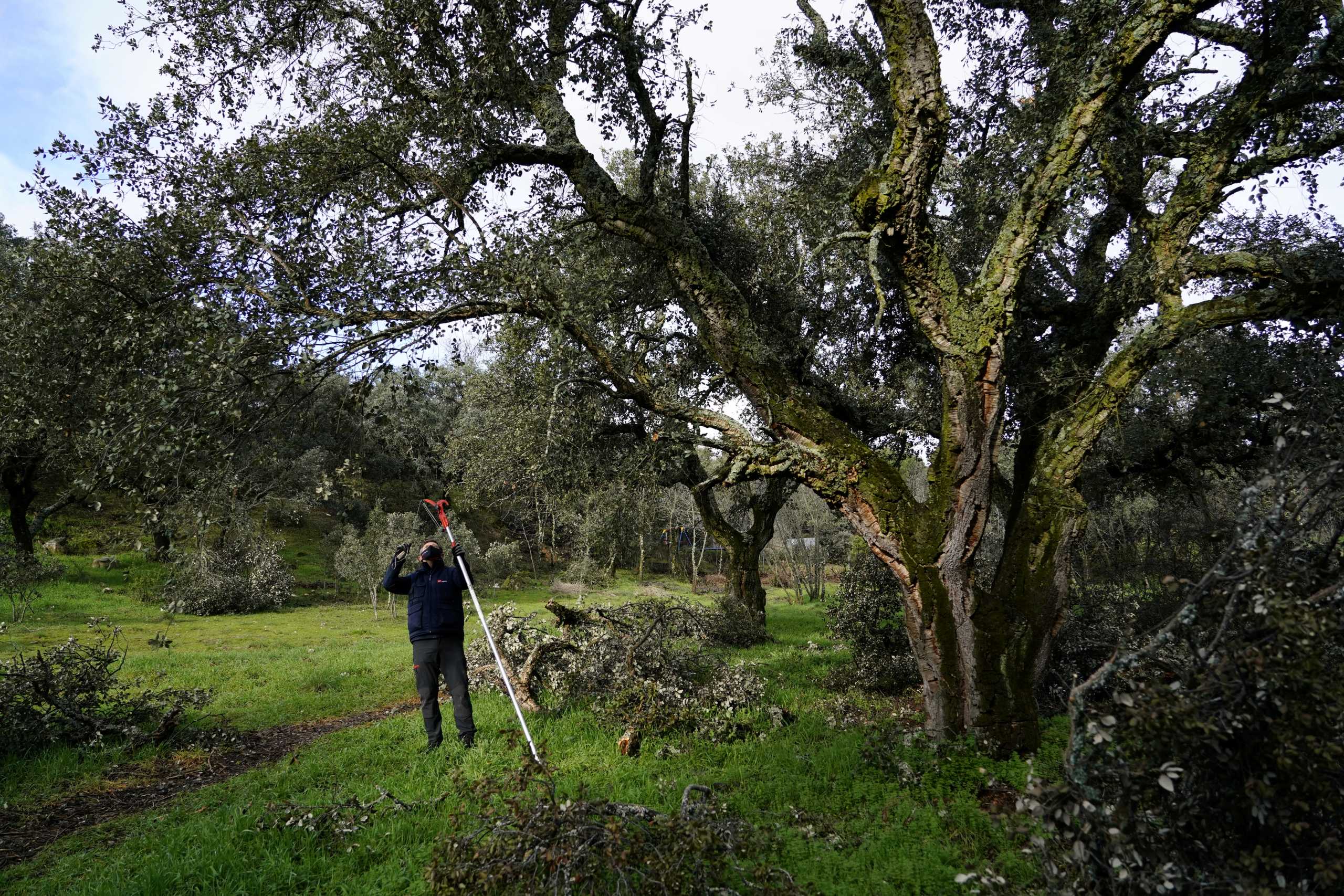 Francisco Molina, head of agroforestry department at Imidra, Madrid's rural, agroforestry and alimentation investigation institute, stands next to cork oak destroyed by the historic Filomena snowstorm in Las Rozas, Spain, February 10, 2021. Picture taken February 10, 2021. REUTERS