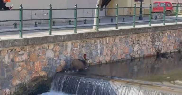 Φλώρινα: Δείτε το βίντεο της ημέρας με αγριογούρουνο να πηγαίνει «σφαίρα» μέσα σε ποτάμι