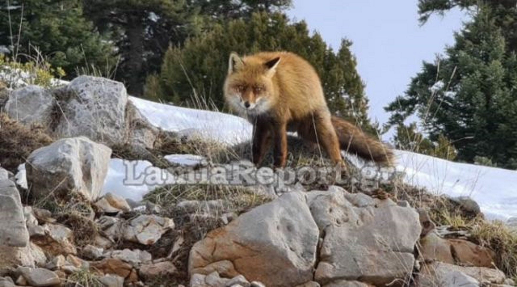 Παρνασσός: Αλεπού «ποζάρει» όλο χάρη – Τύφλα να ‘χει η Κιμ Καρντάσιαν (pics, video)