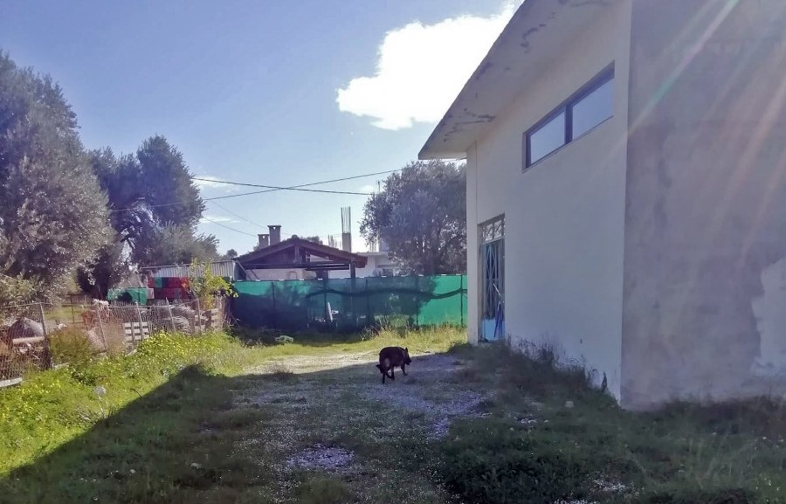 Κρήτη: Φρίκη στο Τυμπάκι – Δηλητηρίασαν με φόλες δεκάδες σκυλιά