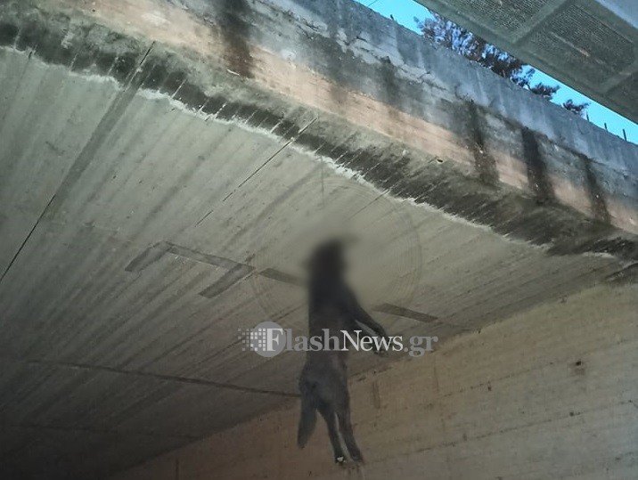 Χανιά: Κρέμασαν σκύλο από γέφυρα και τον άφησαν να πεθάνει – Προσοχή σκληρές εικόνες (pics)
