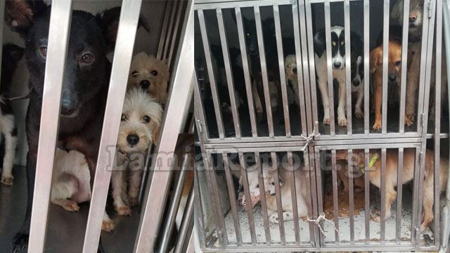 Φθιώτιδα: Παρέμβαση εισαγγελέα για τα σκελετωμένα ζώα – 16 σκυλιά και 3 γάτες στο σπίτι γιαγιάς (pics)