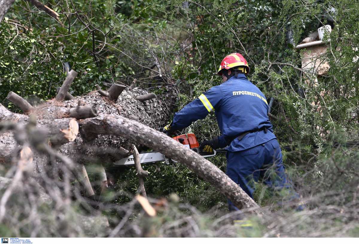 Πεντέλη: Απομακρύνθηκαν 30.000 κυβικά πεσμένων δέντρων μετά τη «Μήδεια»