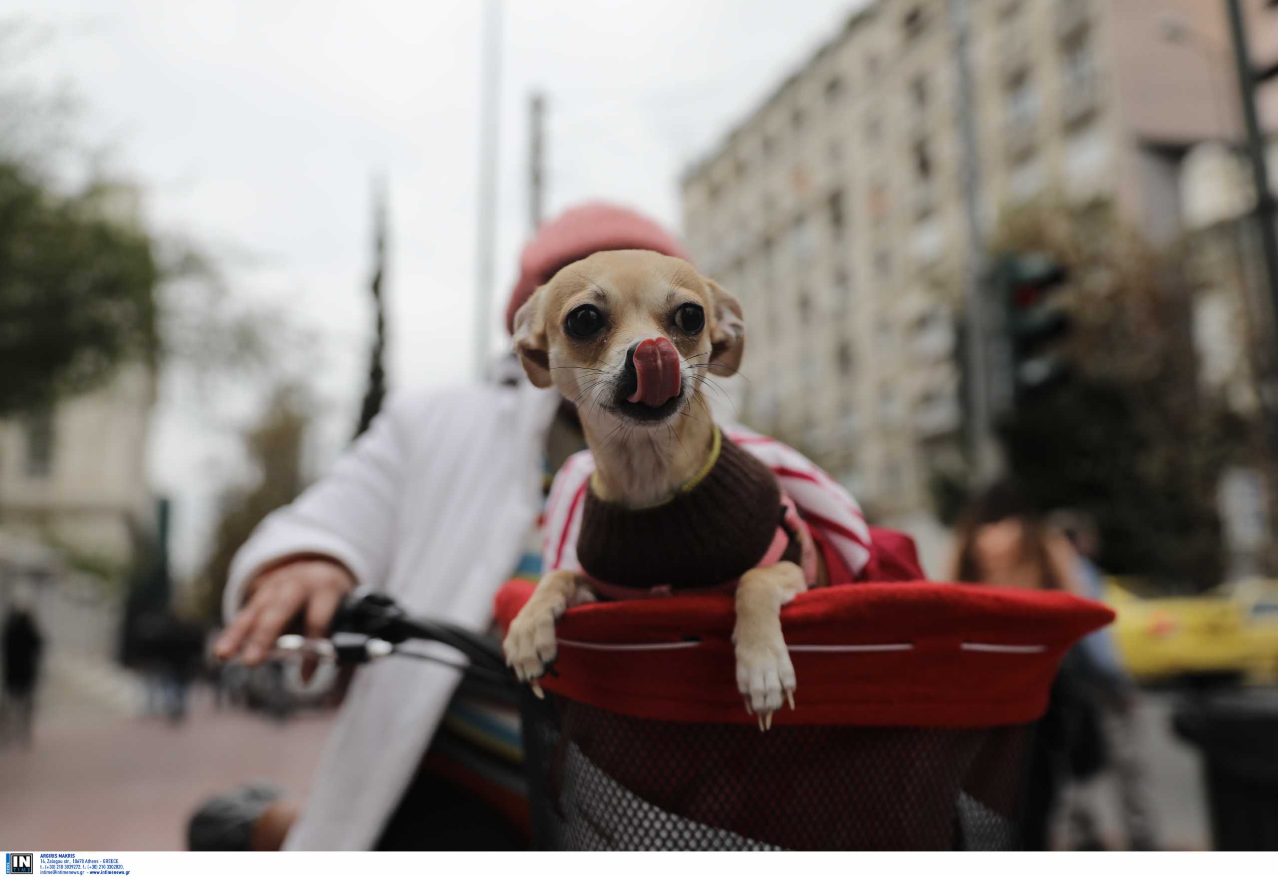 Ελληνικός Ερυθρός Σταυρός: Συγκρότησε «υπηρεσία περιπάτου για ζώα συντροφιάς» στη Θεσσαλονίκη