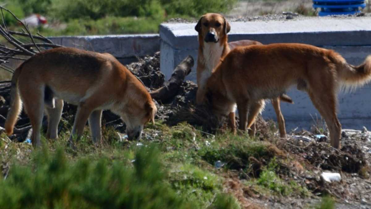 Πάτρα: Συνελήφθη γυναίκα που είχε στο σπίτι της 53 σκύλους και μία γάτα – Καλείται να πληρώσει 76.600 ευρώ